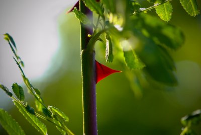 Rosa xanthina 'Canary Bird' - růže zlatožlutá - trn detail